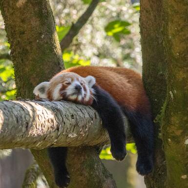 © ZooSBG _ Angie Köppl © ZooSBG _ Angie Köppl