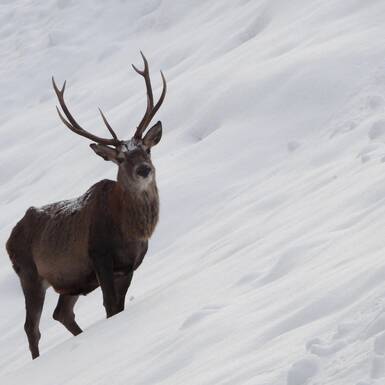 Ein stolzer Hirsch | © Christian Feiersinger